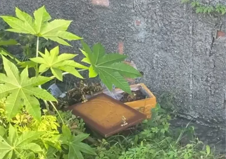 Caixão de gato é confundido com de criança em Itabaiana