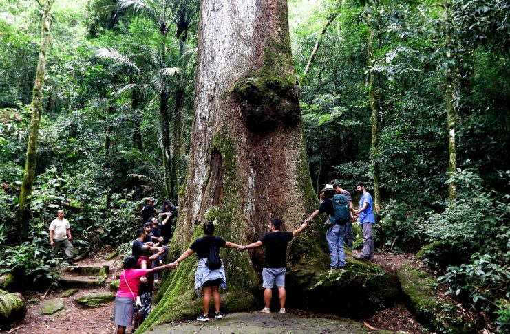 Cachoeiras de Macacu (RJ), 24/05/2023 - Jequitibá-rosa(Cariniana legalis), árvore nativa do Brasil, no Parque Estadual dos Três Picos, Região Serrana do Rio de Janeiro. Foto: Tânia Rêgo/Agência Brasil