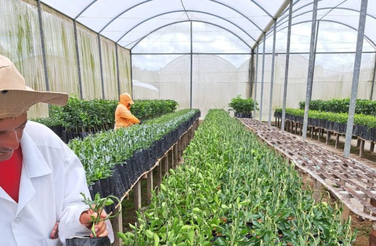 Joel Santos preparando os porta-enxertos / Foto: Eduardo Cabral