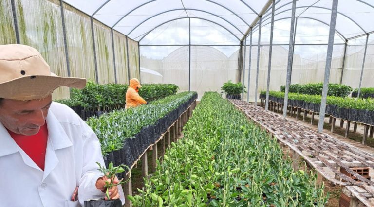 Setor citrícola sergipano recebe incentivo do governo para produção de novas variedades