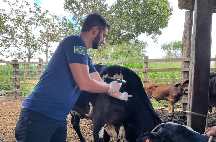 Veterinário Tarcísio Libório na aplicação da vacina contra a aftosa / Foto: Carlos Mariz