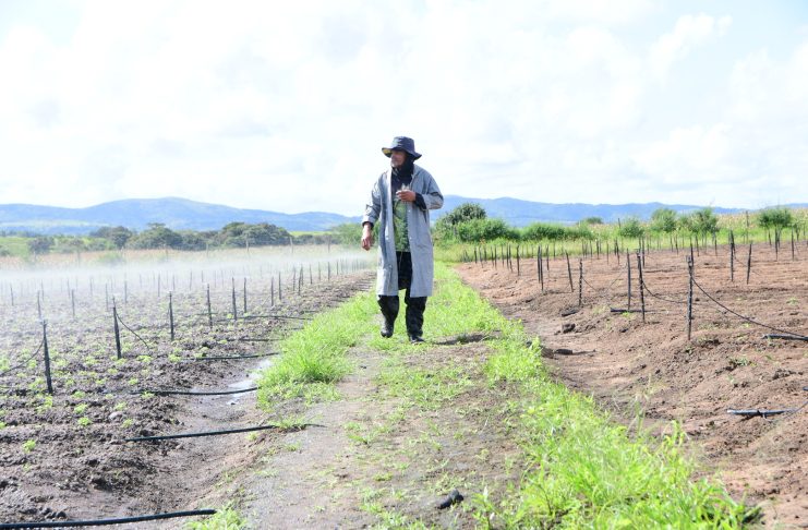Área de irrigação em Itabaiana //Foto: Erick O'hara