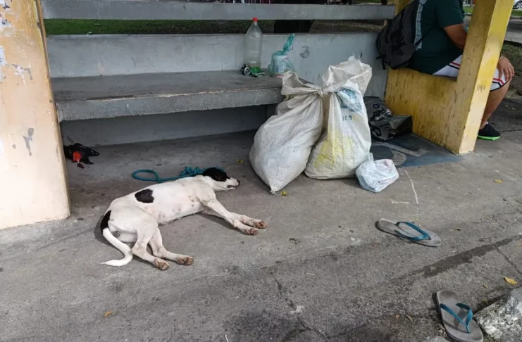 Cachorro fica ao lado de homem encontrado morto na Grande Aracaju (SE) — Foto: Marcos Correia