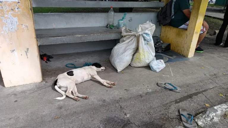 Cachorra fica ao lado do corpo do dono encontrado morto