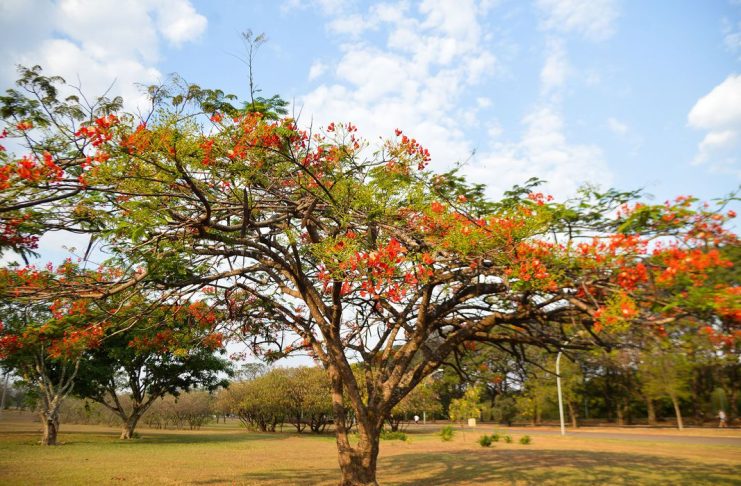 No dia 23 de setembro é oficialmente declarado o início da Primavera no Hemisfério Sul, pois no Hemisfério Norte, nesse mesmo dia, inicia-se o outono (Marcello Casal Jr/Agência Brasil)
