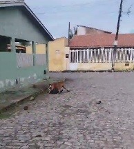 Segundo ataque de Pitbull é registrado na praia da Caueira