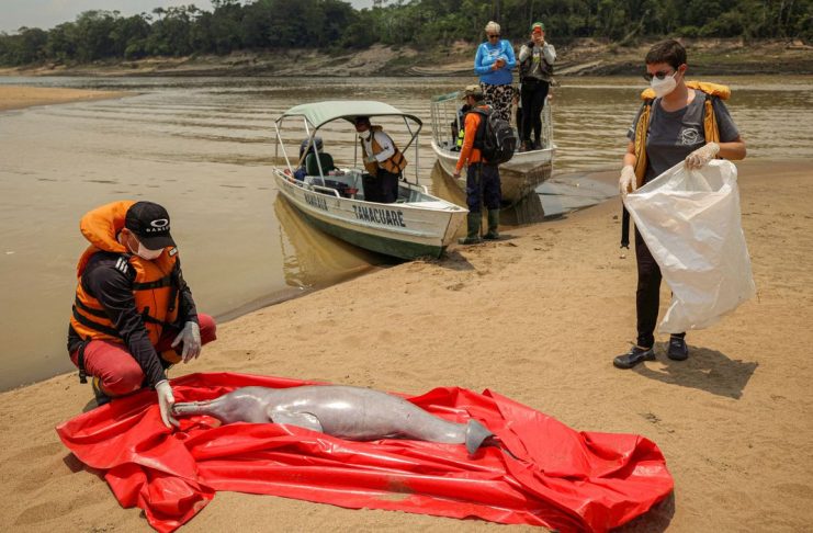 Pesquisadores do Instituto de Desenvolvimento Sustentável Mamirauá retiram boto morto do Lago Tefé, no Amazonas
03/10/2023
REUTERS/Bruno Kelly