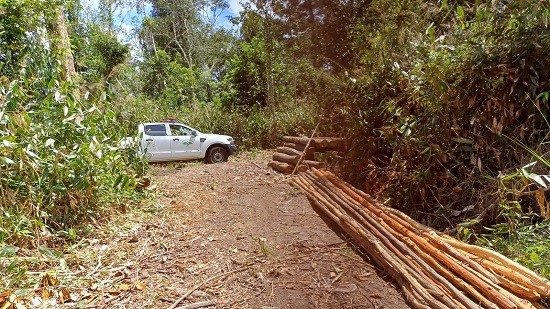 Dois homens são presos por derrubar árvores nativas em área de preservação ambiental
