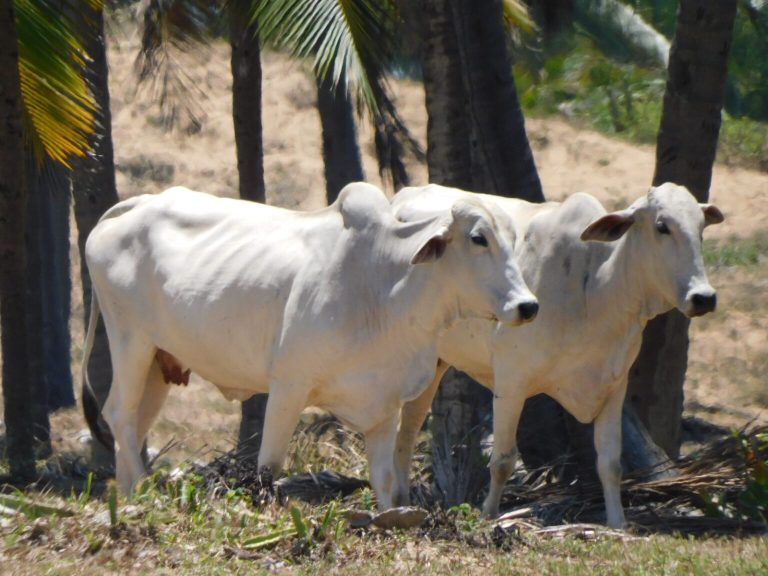 PC recupera oito animais levados de propriedade rural de Lagarto