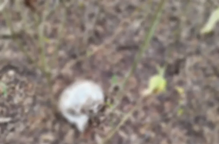 Crânio humano encontrado em Itabaiana (SE) — Foto: PMSE