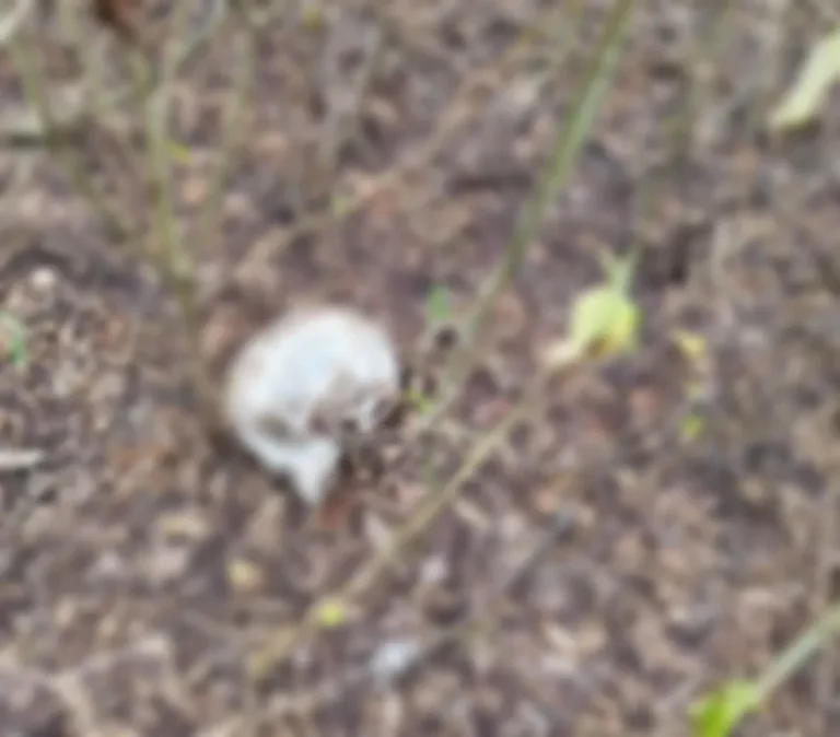 Crânio humano é encontrado em Itabaiana
