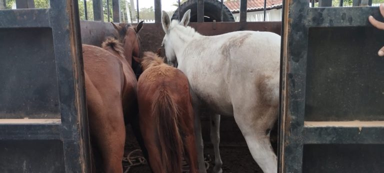 PC recupera em Itabaianinha quatro animais furtados em Riachão do Dantas