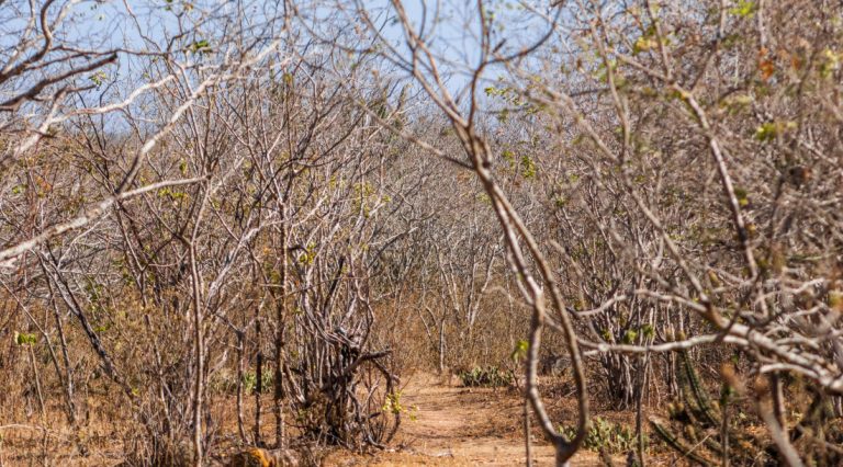 SE participa da COP 28 para defender o bioma caatinga e captar investimentos para ações de enfrentamento à mudança do clima