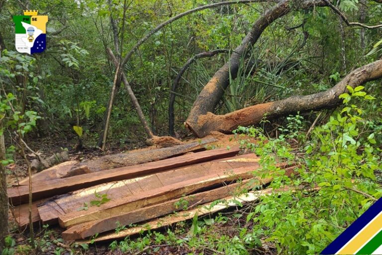Polícia flagra desmatamento ilegal em área de Mata Atlântica no interior de SE