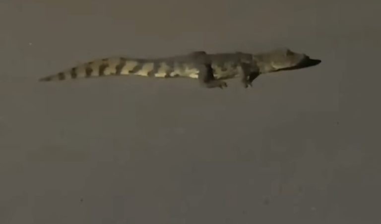 Filhote de jacaré é flagrado no meio da pista em Lagarto