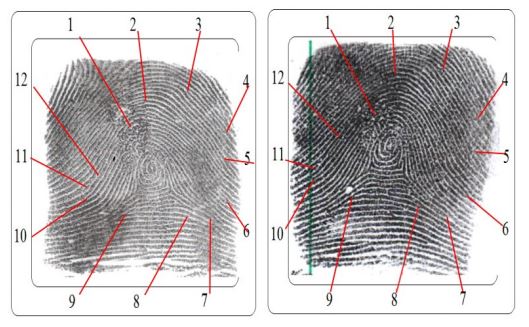 Mulher investigada por tráfico de drogas é identificada por exame papiloscópico