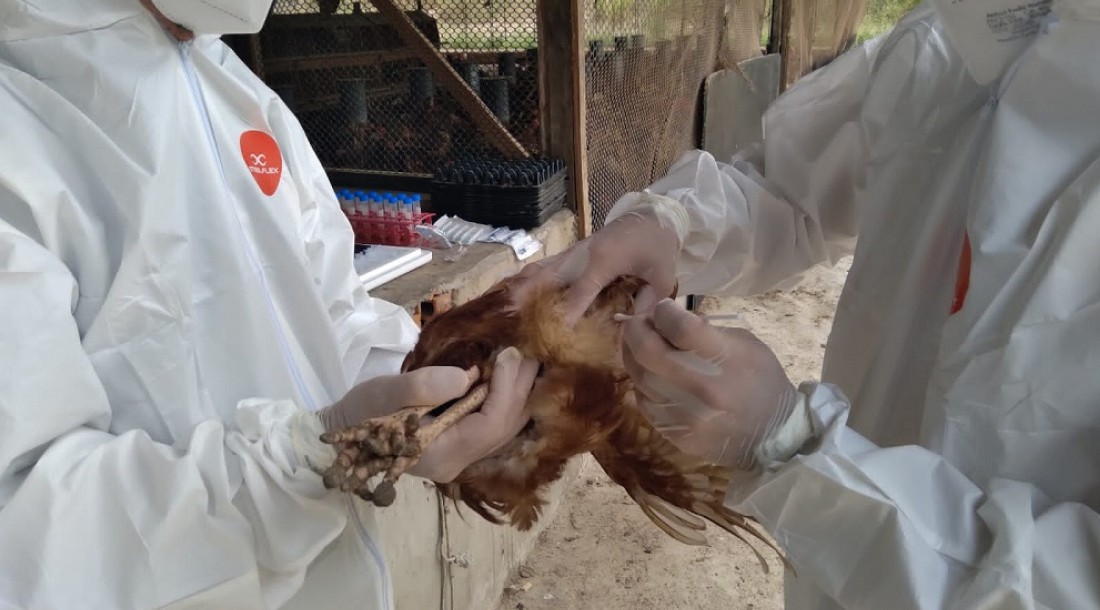 Portaria da Emdagro proíbe eventos com aglomerações de aves em Sergipe // Foto: Arquivo/ ASN