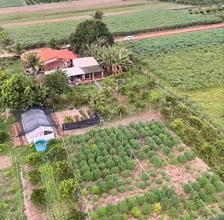 Cinco membros de associação autorizada a cultivar maconha medicinal são presos em Salgado e Aracaju