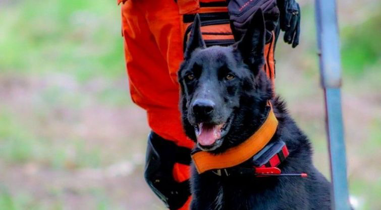 Projeto prevê proteção maior a animais usados em operações de resgate; texto tramita na Câmara