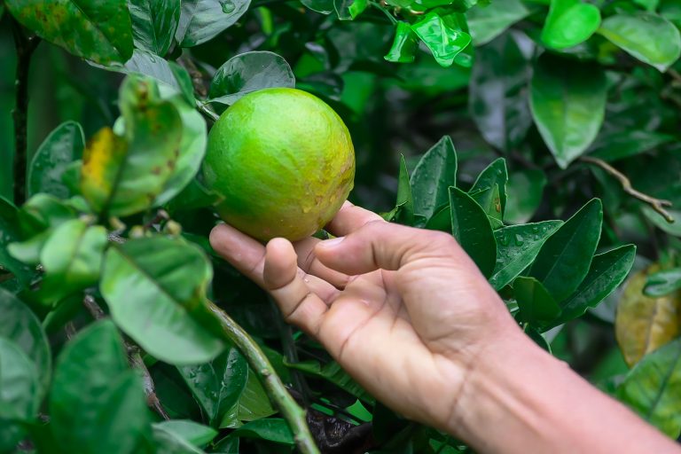 Governo instalará unidade demonstrativas de Laranja Sustentável no Povoado Mangue Grande