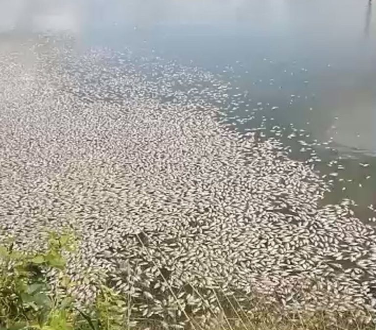 Peixes mortos são encontrados às margens de barragem em Nossa Senhora da Glória