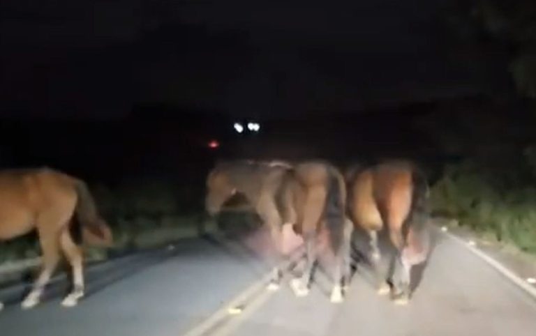 Animais soltos em rodovias estaduais causaram cinco acidentes com mortes este ano