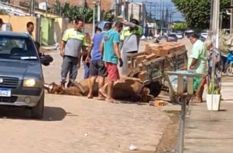 Homem é flagrado cometendo maus-tratos contra animal na Colônia Treze