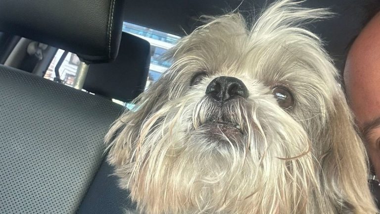 Shih-tzu morre após ser atacado por outro cachorro em hotelzinho de Aracaju