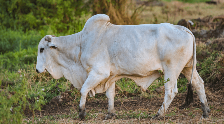 Emdagro realiza inquérito sobre tuberculose bovina em rebanhos Sergipanos