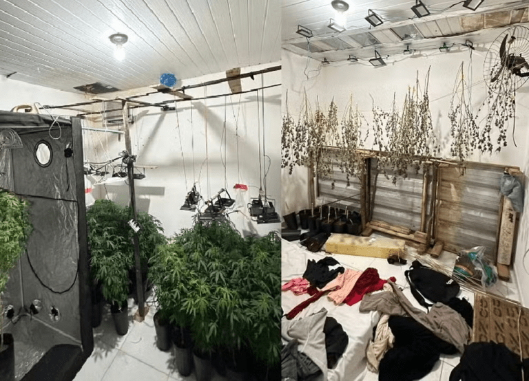 Mais de 100 pés de maconha são flagrados sendo cultivados em casa em Aracaju