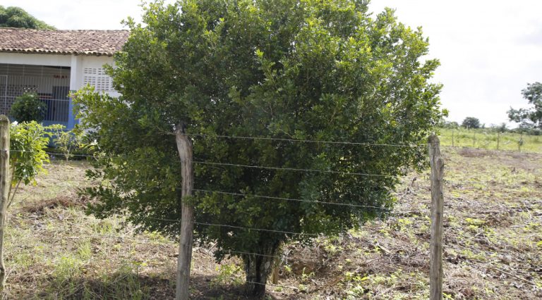 Defesa Vegetal alerta para importância de eliminar a murta de regiões citrícolas