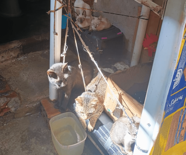 Polícia Civil resgata dez gatos mantidos em situação de maus-tratos em vila de quartos