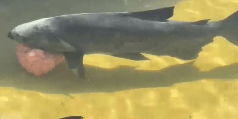 Tambaqui com ‘espécie de tumor’ é encontrado em lagoa em Sergipe