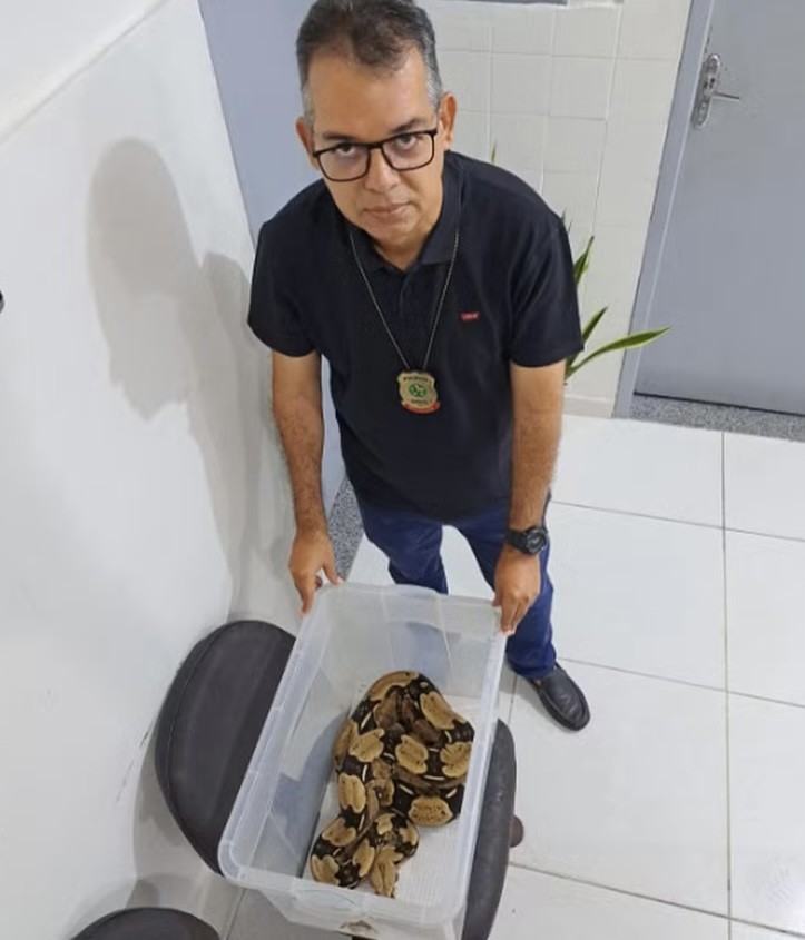 Cobra Jiboia cai de apartamento e assusta moradores