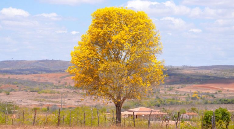 Primavera terá altas temperaturas e variações de chuvas em Sergipe