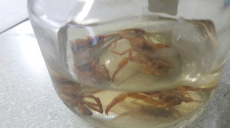 Secretaria da Saúde reforça cuidados com animais peçonhentos