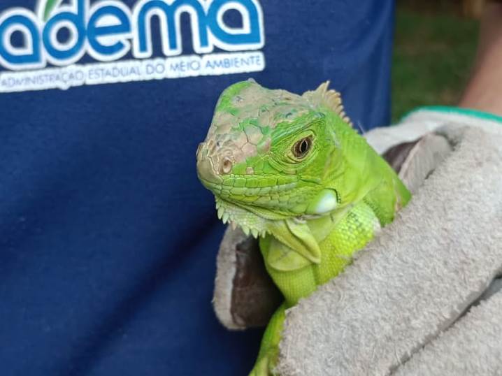 Adema divulga novo número para resgate de animais silvestres
