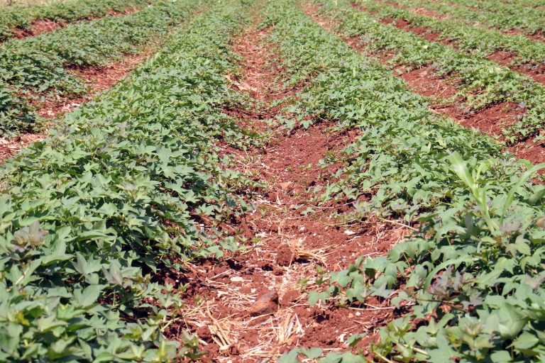 Tecnologia da agricultura regenerativa aumenta produtividade da batata-doce