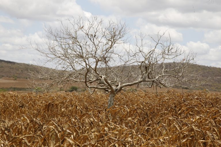 Garantia Safra realiza vistoria para detectar perda da produção 2023/2024 em SE