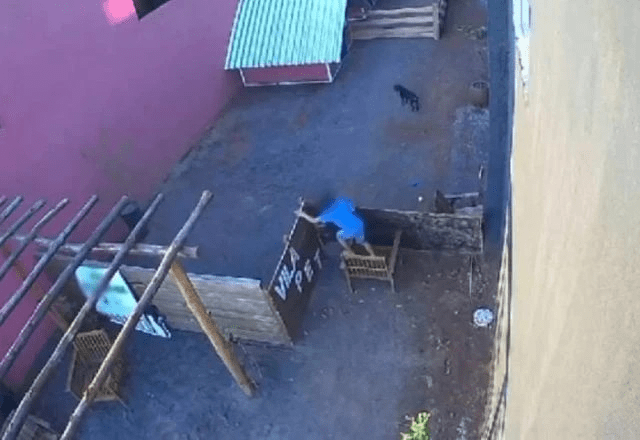 Criança invade hospital veterinário e mata 23 animais