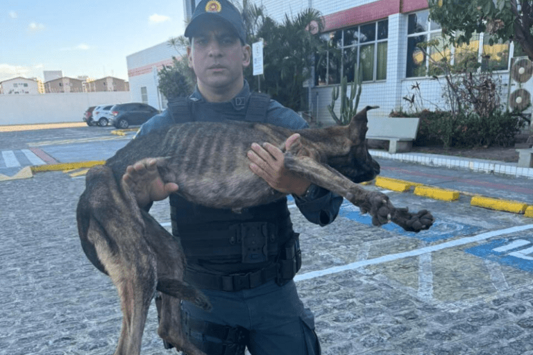 Polícia Militar resgata animal que estava preso em uma galeria de esgoto