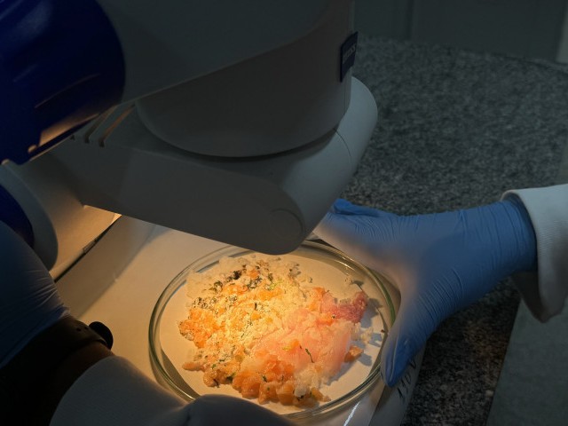 ITPS destaca cuidados para consumir sushi com segurança e evitar bactérias