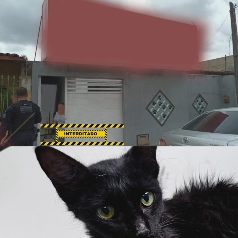 GML e Vigilância interditam clínica veterinária em Lagarto