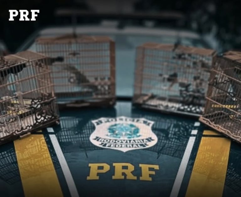 PRF flagra crime ambiental em transporte irregular de aves na BR-101