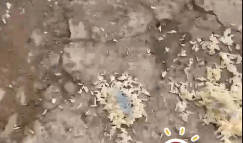 Gatos são envenenados no bairro Ademar de Carvalho, em Lagarto