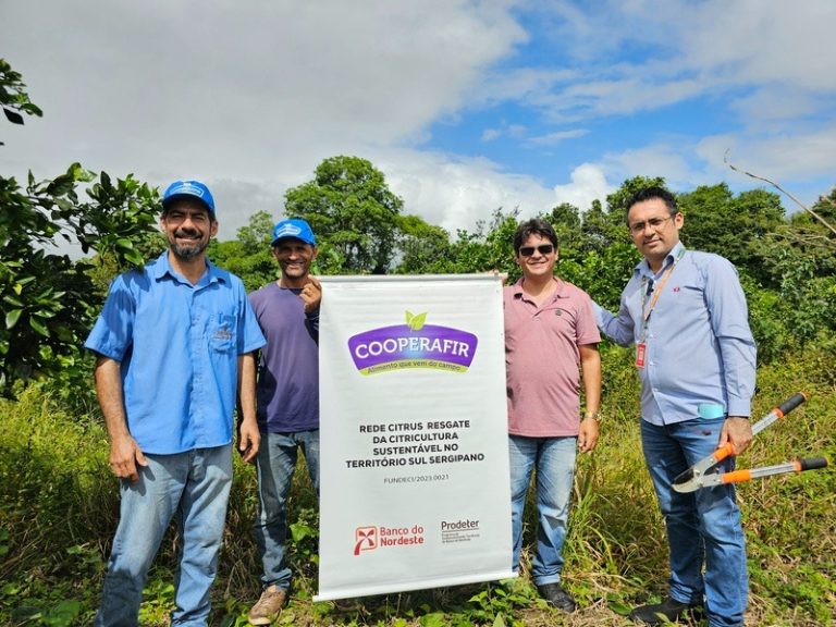 Cooperativismo, crédito e inovação elevam produção de coco e laranja no Sul de Sergipe