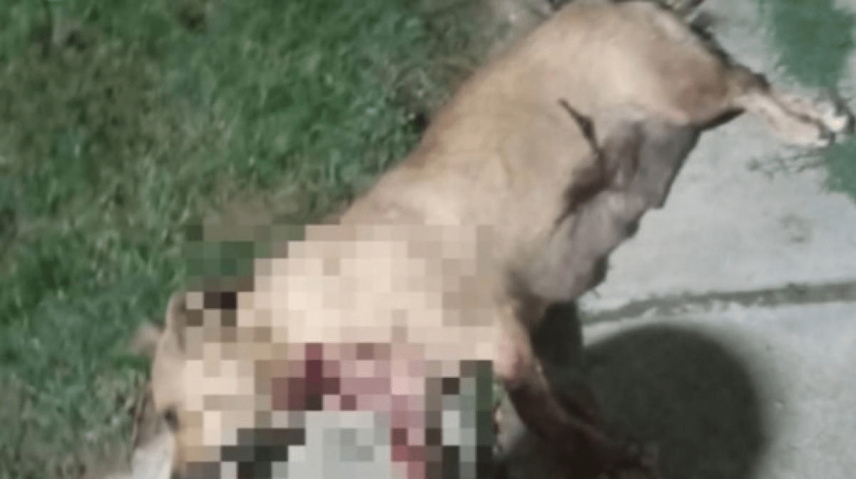 imagem_2025-02-08_112112884