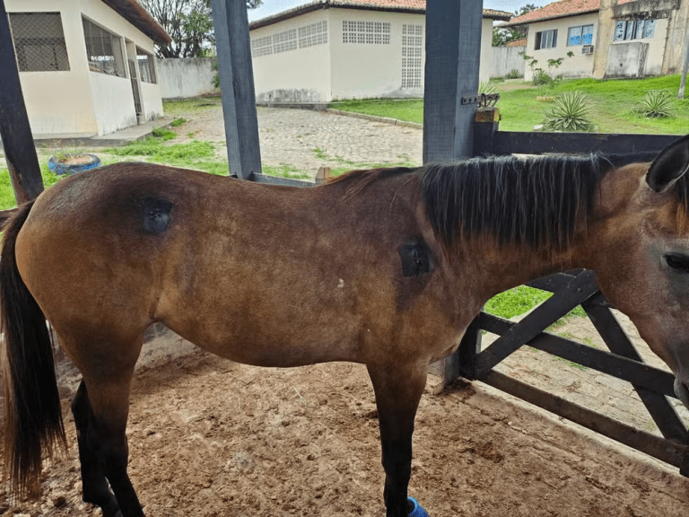 Animal é resgatado após ser atingido com disparos de arma de fogo em Propriá