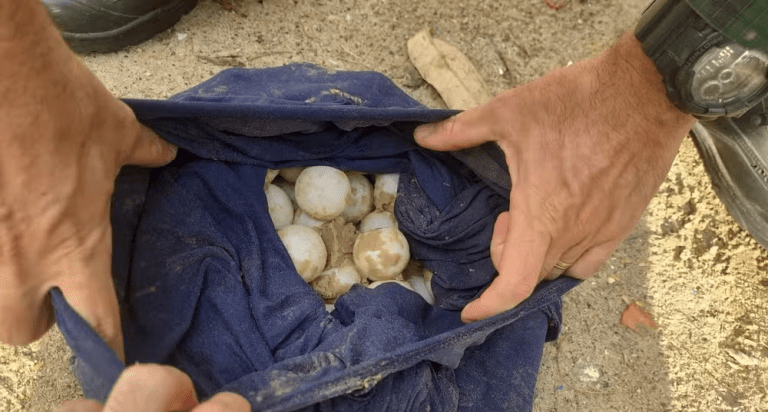 Idoso é suspeito de destruir ninho e pegar mais de 100 ovos de tartaruga marinha em Sergipe