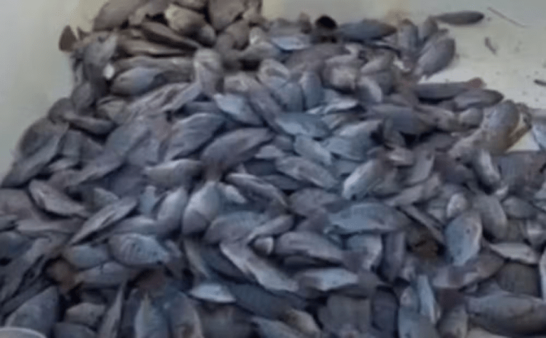 Peixes são encontrados mortos em açude de Carmópolis